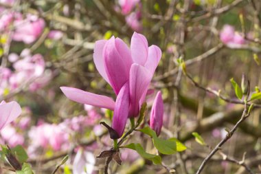 Baharda bahçede pembe manolya çiçekleri