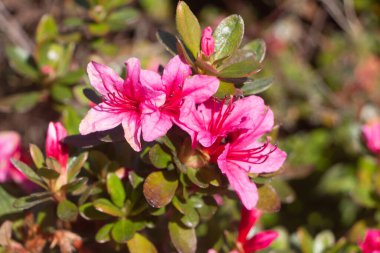 Kış boyunca bahçedeki açelyanın pembe çiçekleri.