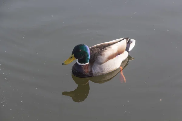 Pato Real Macho Nadando Río — Foto de Stock