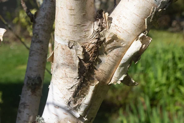 Casca Bétula Arranhada Tronco — Fotografia de Stock