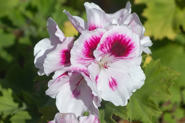 Fiori Geranio Rosa Bianco Giardino Durante Primavera — Foto Stock