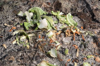 Bahçede sebze kabuklu gübre yığını.