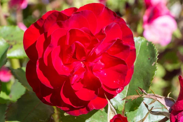 Piros Rózsa Kertben Tavasszal — Stock Fotó
