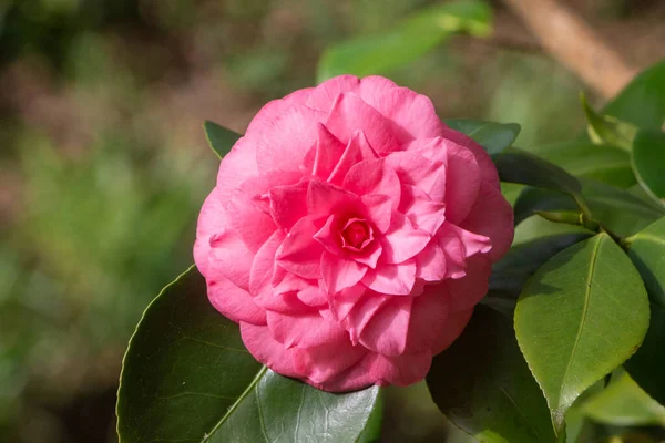 Roze Bloem Van Camelia Een Tuin Tijdens Het Voorjaar — Stockfoto