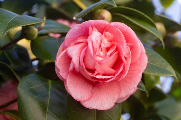 Růžový Květ Kamélie Zahradě Během Zimy — Stock fotografie