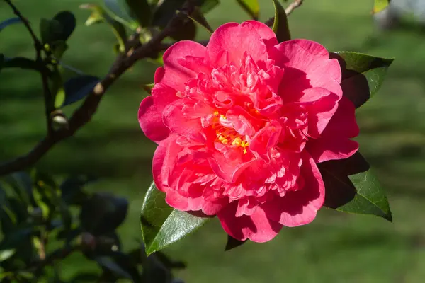Růžový Květ Kamélie Zahradě Během Jara — Stock fotografie