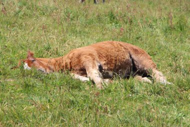Brittany 'de bir tarlada yatan Breton tayı.