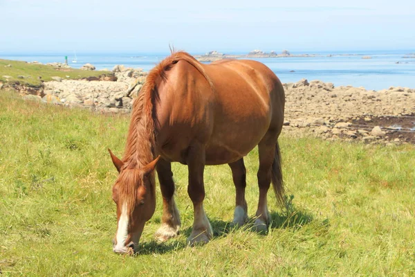 Trait Breton Άλογο Ένα Χωράφι Κοντά Στη Θάλασσα Στη Βρετάνη — Φωτογραφία Αρχείου