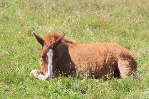 Trait Breton Foal Lying Grass Field Brittany — Photo