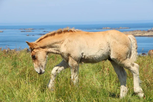 Jellemző Breton Csikó Egy Mezőn Bretagne — Stock Fotó