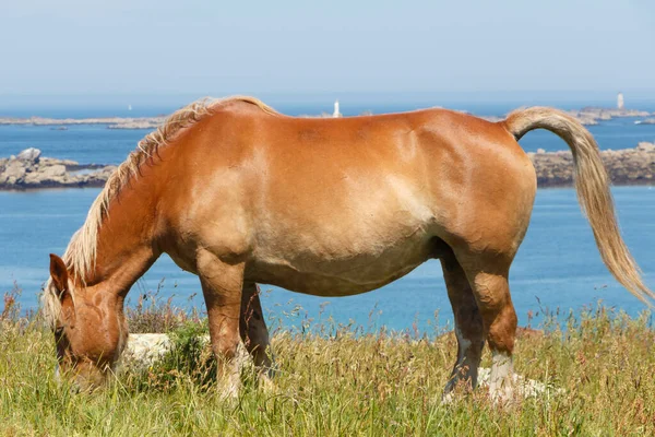 Trait Breton Egy Mezőn Közel Part Bretagne — Stock Fotó