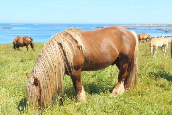 Trait Breton Lovak Egy Mezőn Közel Tengerhez Bretagne — Stock Fotó