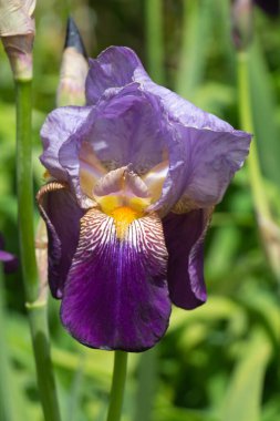 İlkbaharda bir bahçede mor iris çiçeği