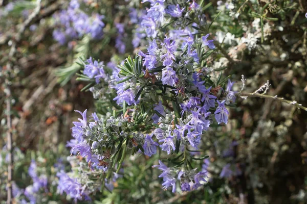 Romarin Dans Jardin Printemps — Photo