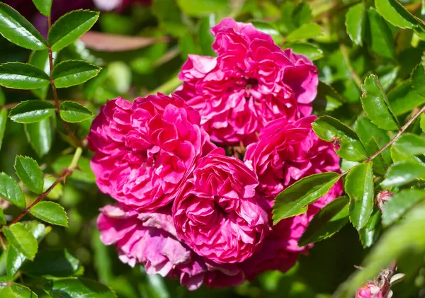 Růžové Růže Zahradě Létě — Stock fotografie