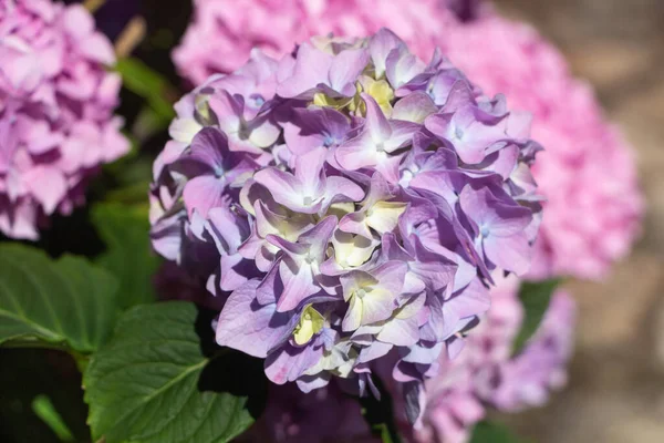 Yaz Boyunca Bir Bahçede Mor Ortanca Çiçekleri — Stok fotoğraf