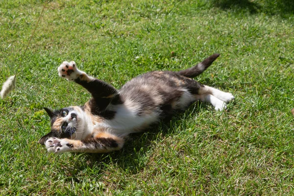 庭で横になって遊んでいる亀の殻猫 — ストック写真