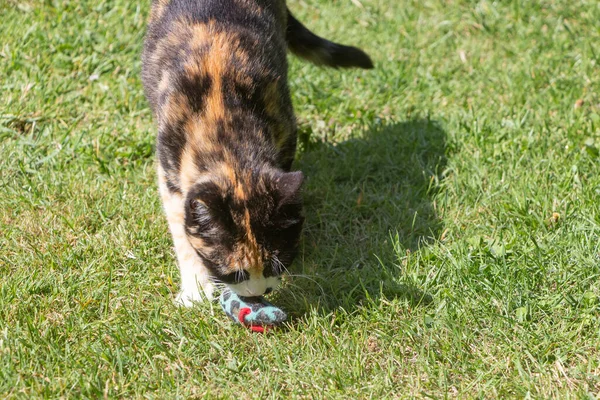 Gato Brincando Jardim Com Mouse Fofo — Fotografia de Stock