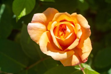 Baharda bahçede portakal gülü