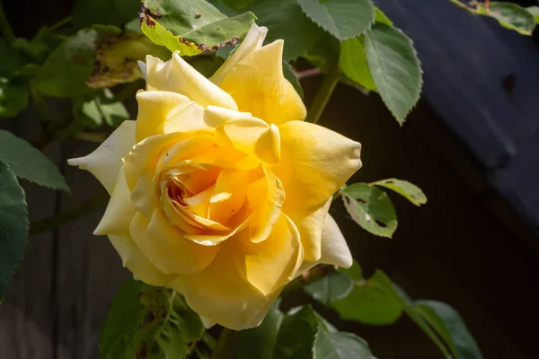 Yellow Rose Garden Summer — Stock Photo, Image