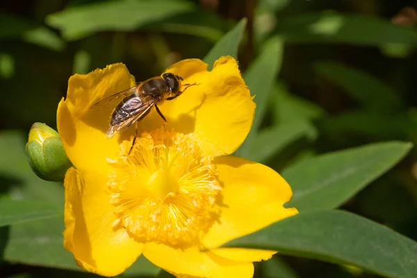 Abeja Sobre Flor Hypericum Jardín Durante Verano — Foto de Stock