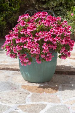 Saksıda bir sürü çiçek olan pembe sardunya bitkisi.
