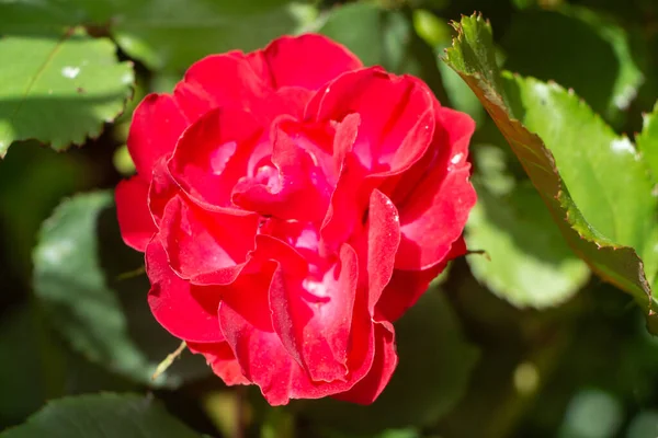 Red Rose Garden Summer — Stock Photo, Image