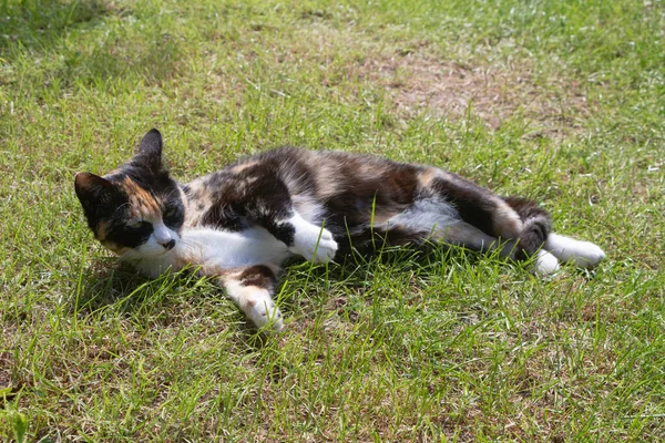 Deitado Para Baixo Gato Tartaruga Jardim — Fotografia de Stock