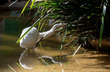 Bir Büyük Akbalıkçıl (Ardea alba), Sidney, NSW, Avustralya 'daki bir vahşi yaşam parkında avlanmak için hazırlanmış sığ sularda zarifçe yüzer. Fotoğraf: Tara Chand Malhotra)