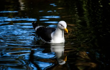 Bir Kelp Martı (Larus dominicanus) Sydney, Yeni Güney Galler 'deki bir vahşi yaşam parkında (NSW) yüzer.)