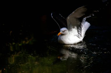 Bir Kelp Martı (Larus dominicanus) Sydney, Yeni Güney Galler 'deki bir vahşi yaşam parkında dinlenirken kanatlarını uzatır (Fotoğraf: Tara Chand Malhotra)