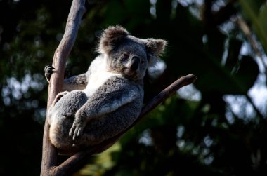 Bir Koala (Phascolarctos cinereus) Sydney, Yeni Güney Galler 'deki bir vahşi yaşam parkında (Fotoğraf: Tara Chand Malhotra)