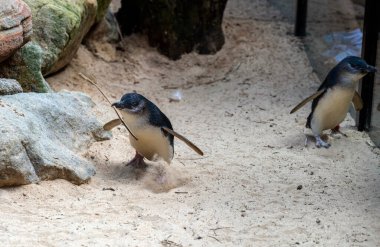 Küçük Mavi Penguen (Eudyptula minor) Sydney, NSW, Avustralya 'da bir yaban hayatı parkında (Fotoğraf: Tara Chand Malhotra)