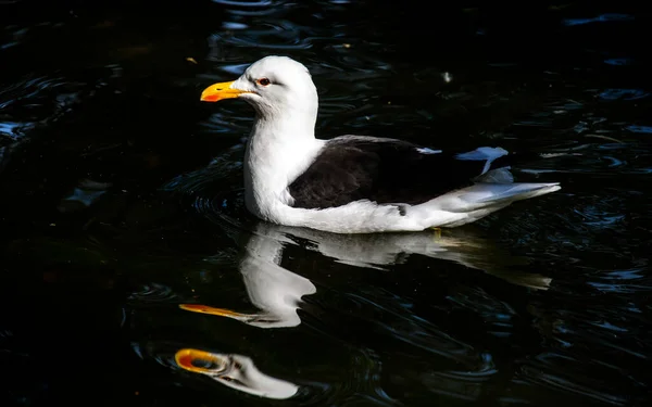 Bir Kelp Martı (Larus dominicanus) Sydney, Yeni Güney Galler 'deki bir Vahşi Yaşam Parkı' nda (NSW) yüzüyor.)