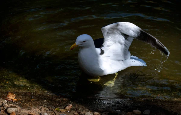 Bir Kelp Martı (Larus dominicanus) Sydney, Yeni Güney Galler 'deki bir vahşi yaşam parkında (NSW) yüzer.)
