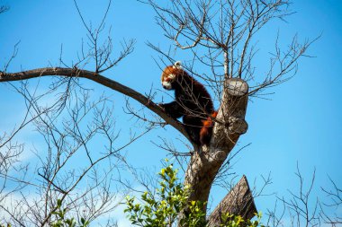 Sydney Hayvanat Bahçesi 'nde ağaca tırmanan Kırmızı Panda (Ailurus fulgens) (Fotoğraf: Tara Chand Malhotra)