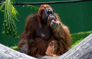 Bir Sumatran Orangutan (Pongo abelii) Sydney, NSW, Avustralya 'da Sydney Hayvanat Bahçesi' nde atıştırmalık yer (Fotoğraf: Tara Chand Malhotra)