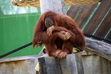 Bir Sumatra Orangutanı (Pongo abelii) Sydney, NSW, Avustralya 'daki Sydney Hayvanat Bahçesi' nde (Fotoğraf: Tara Chand Malhotra)