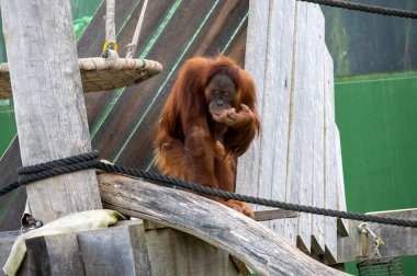 Bir Sumatra Orangutanı (Pongo abelii) Sydney, NSW, Avustralya 'daki Sydney Hayvanat Bahçesi' nde (Fotoğraf: Tara Chand Malhotra)