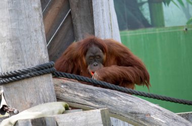 Bir Sumatra Orangutanı (Pongo abelii) Sydney, NSW, Avustralya 'daki Sydney Hayvanat Bahçesi' nde ahşap yapı ve iplerin arkasından dışarı çıkar.)