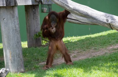 Bir Sumatran Orangutan (Pongo abelii) Sydney Hayvanat Bahçesi 'nde çimlerin üzerinde duruyor.)