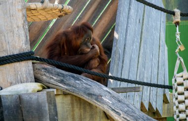 Bir Sumatra Orangutan (Pongo abelii) Sydney Hayvanat Bahçesi 'nde sakin bir anın tadını çıkarıyor.)