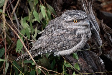 Bir Tawny Frogmouth (Podargus Strigoides) Sydney, NSW, Avustralya 'da bir vahşi yaşam parkında (Fotoğraf: Tara Chand Malhotra)