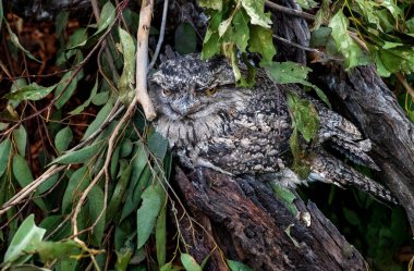 Tawny Frogmouth (Podargus Strigoides) Sidney, New South Wales, Avustralya 'da bir vahşi yaşam parkında. Fotoğraf: Tara Chand Malhotra)