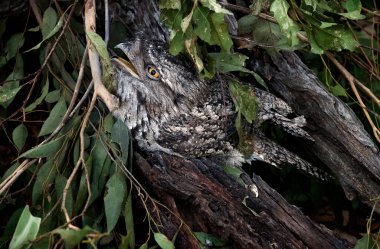 Bir Tawny Frogmouth (Podargus Strigoides) Sydney, New South Wales, Avustralya 'daki bir Vahşi Yaşam Parkı' nda doğal ortamında mükemmel bir şekilde kamufle edildi.. 
