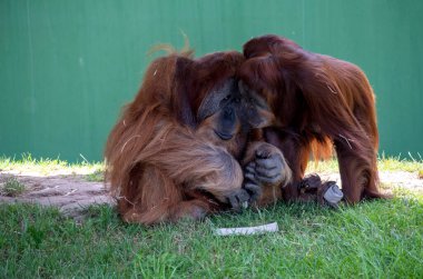 İki Sumatra Orangutanı (Pongo abelii) Sydney, NSW, Avustralya 'daki Sydney Hayvanat Bahçesi' nde çimlerin üzerinde sessiz bir anı paylaşıyor (Fotoğraf: Tara Chand Malhotra)