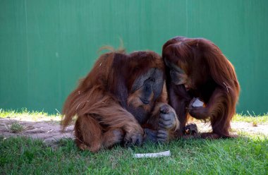 İki Sumatra Orangutanı (Pongo abelii) Sydney, NSW, Avustralya 'daki Sydney Hayvanat Bahçesi' nde çimlerin üzerinde sessiz bir anı paylaşıyor (Fotoğraf: Tara Chand Malhotra)
