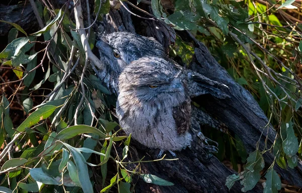 Bir çift Tawny Frogmouth (Podargus Strigoides) Sydney, NSW, Avustralya 'da bir vahşi yaşam parkında (Fotoğraf: Tara Chand Malhotra)
