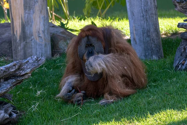 Sydney Hayvanat Bahçesi 'nde çimlerin üzerinde dinlenen bir Sumatran Orangutan (Pongo Abelii) (Fotoğraf: Tara Chand Malhotra)