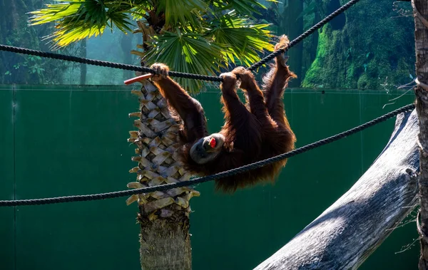 Bir Sumatra Orangutanı (Pongo abelii) Sydney, NSW, Avustralya 'daki Sydney Hayvanat Bahçesi' nde ahşap yapı ve iplerin arkasından dışarı çıkar (Fotoğraf: Tara Chand Malhotra)